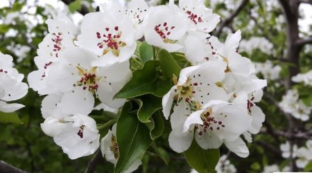 Yaz - təbiətin oyanış dövrü - FOTOSESSİYA