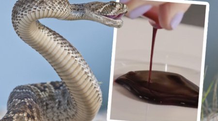 This is what happens to human blood if you get bitten by a snake