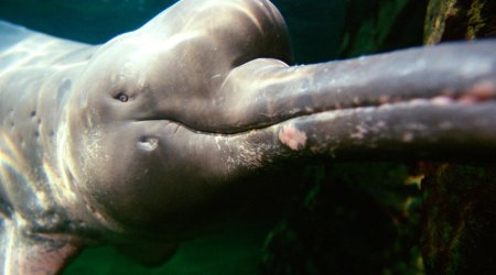 Why some species of dolphin has turned pink