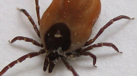 'Lyme disease is a ticking time bomb'