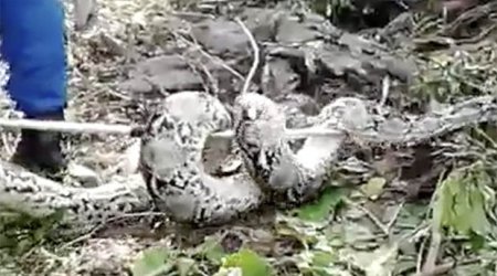 Enormous 100KILO python captured while laying eggs