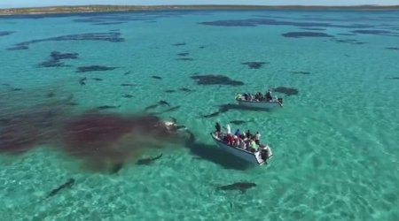 Более 70 акул съели кита - ВИДЕО