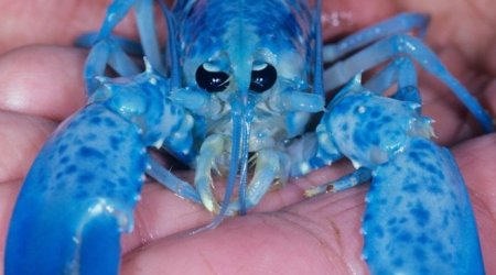 How rare are bright blue lobsters?