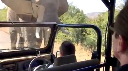 Шварцнеггер чуть не погиб - ВИДЕО