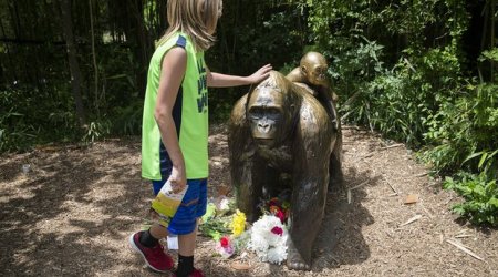 Cincinnati Zoo gorilla death: no child endangerment charges for mother