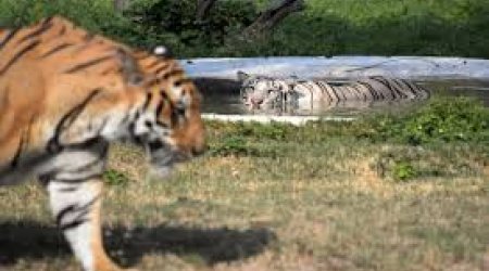 Тигр загрыз леопарда - ВИДЕО