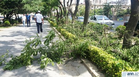 В Баку вырубают деревья. Причина: камеры слежения