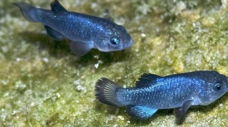 The world's loneliest species came from