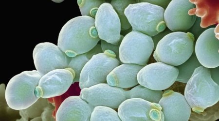 Fungal infection 'threat' to human health