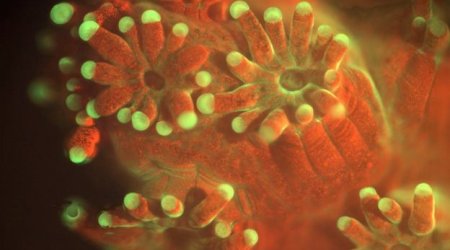 Microscope observes life of the ocean floor