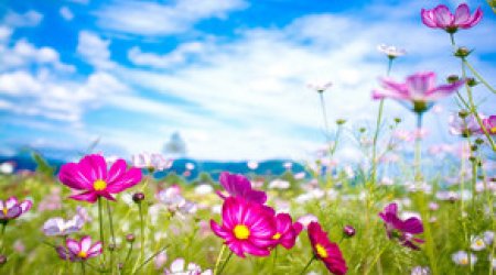 Baku weather forecast for August 13