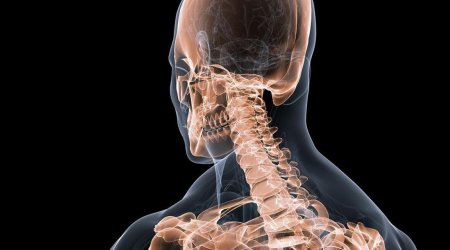 Why we have a spine, when over 90% of animals don't