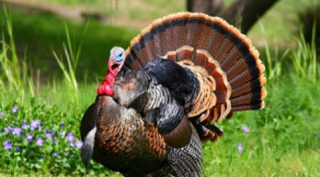 Azərbaycanda hindquşu ətinin istehsal edilməsi təklif olunur