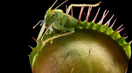 Meet the man on a mission to save carnivorous plants