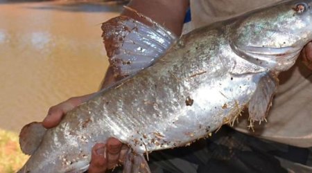 Huge Australian catfish have started catching and eating mice