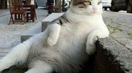 Tombili: Istanbul cat and worldwide meme honoured with statue