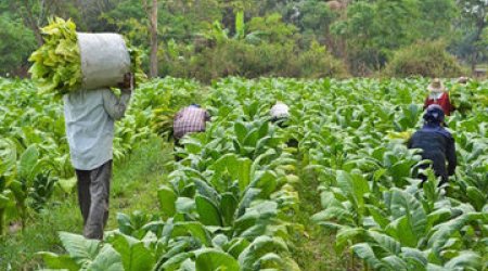 Tobacco put on sale in Masally for the first time