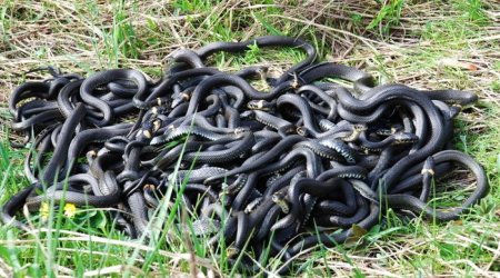 285 змей выпустили на свободу - ВИДЕО