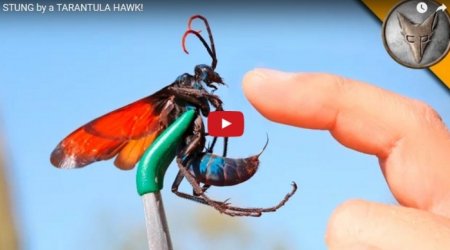 Ученый поставил на себе опыт - ВИДЕО