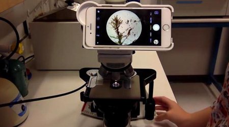Ученые скрестили iPhone и микроскоп - ВИДЕО