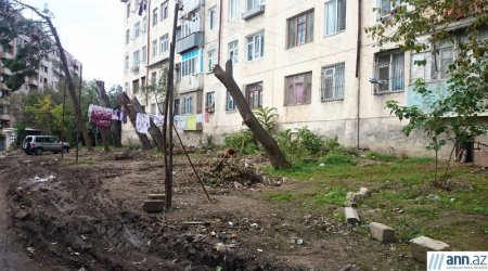 Вырубка деревьев в Баку -  ФОТО