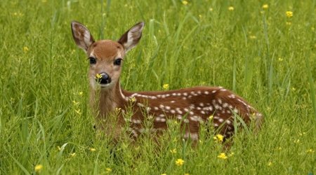 Gazelle hunting in Azerbaijan not licensed even for AZN 1M – ministry