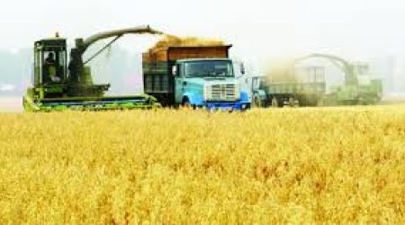 Azerbaijani agriculture supplies to Russia in Jan-Aug up by 25%