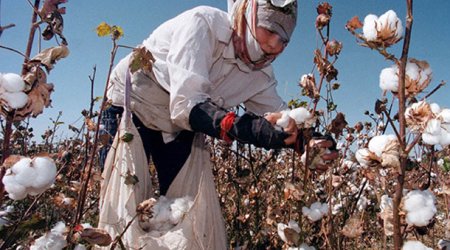 Pambıq və tütün əkənlərə subsidiya belə veriləcək - YENİ QAYDALAR