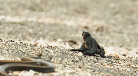 Игуана против стаи змей - ВИДЕО