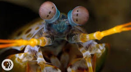 Самый продвинутый хищник - ВИДЕО