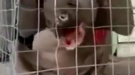 Поймано человекообразное животное - ВИДЕО