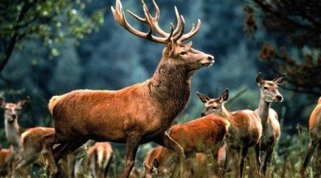 Azərbaycanda Safari Parkı yaradılacaq