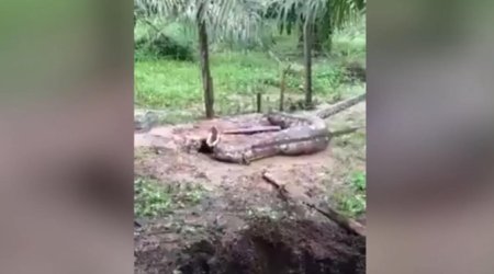 Питон проглотил двух коз - ВИДЕО