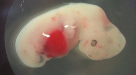 Human-pig 'chimera embryos' detailed