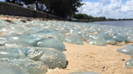 Jellyfish wash up 'like wallpaper' on Australian beach