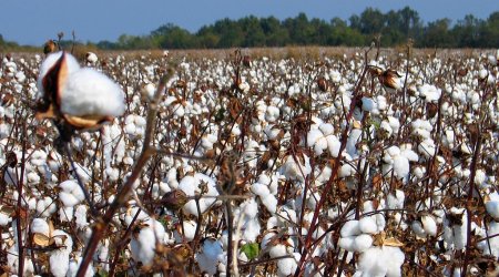 Tütün və pambığa görə də subsidiya veriləcək