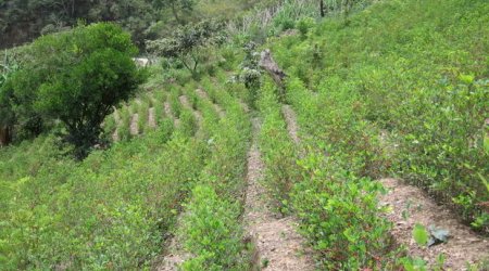 Boliviya prezidenti daha çox koka istəyib