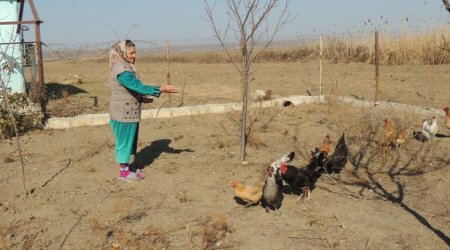 Cocuq Mərcanlıda qəsəbə tikintisi iyunda bitəcək