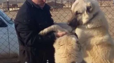 Bakıda prezidenti qəzəbləndirən şirkət rəhbəri həbs edildi