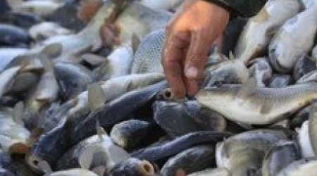 Bakıda ilk dəfə olaraq ayrıca balıq bazarı yaradılacaq