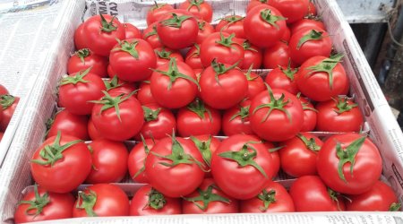Rusiya Türkiyədən pomidor idxalının şərtlərini açıqlayıb