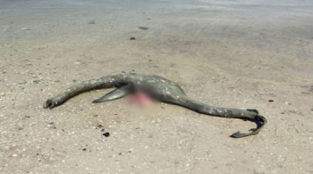 ABŞ-da sahildə dinozavr tapıldı — VİDEO