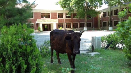 Səməd Vurğunun adına məktəb fermaya çevrilib - VIDEO