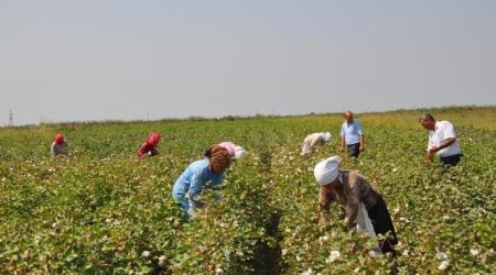 Zəhərlənən pambıqçılarla bağlı son xəbər