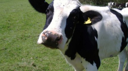 Bakıda biabırçı mənzərə - VİDEO