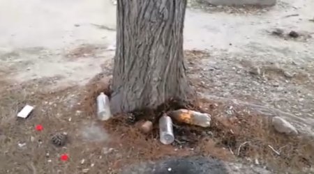Bakıda ağacların  belə qurudurlar - RƏSMİ