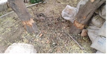 Bakının daha bir rayonunda ağaclar qurudulur – FOTOLAR+VİDEO