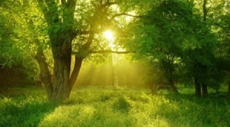 Kameraya düşən qəribə məxluq görənləri şoka saldı — VİDEO