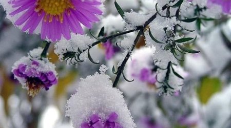 Gürcüstana qar yağdı – VİDEO