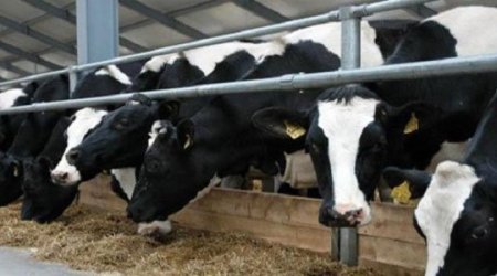 İsmayıllıda hamını heyrətə gətirən müəmmalı hadisənin səbəbi bilindi